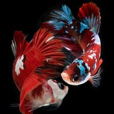 Схема вышивки «Koi Fish»