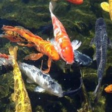 Схема вышивки «Koi Fish»