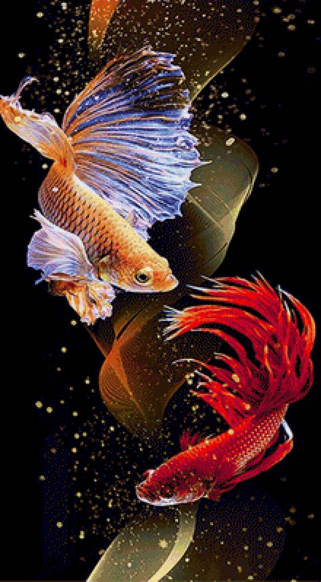 Betta Fish - fish - предпросмотр