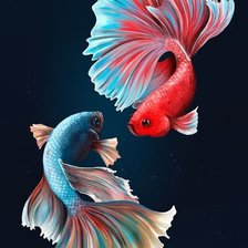 Схема вышивки «Two Betta Fish»