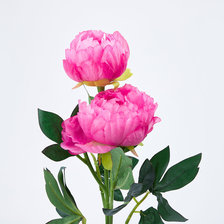 Одинокий пион