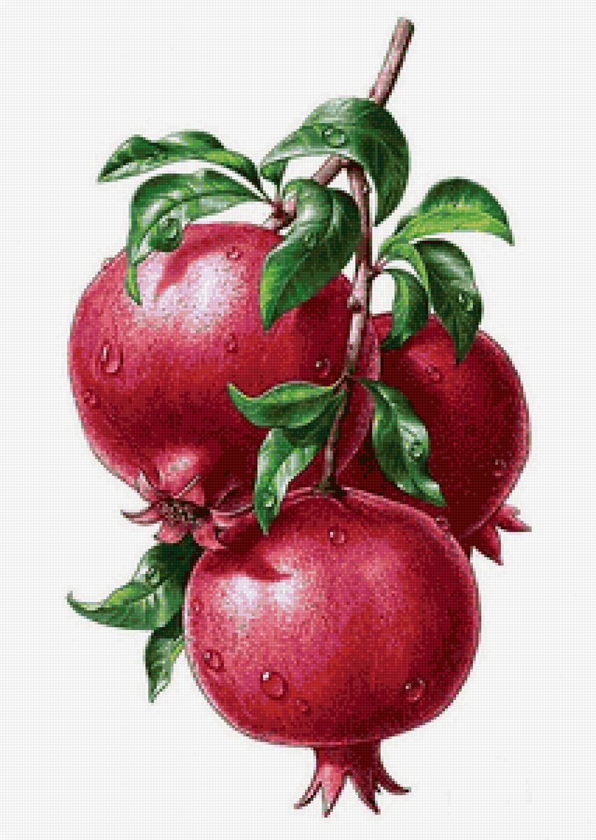 Гранат - иллюстрация, открытка, фрукты, гранат - предпросмотр