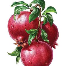 Схема вышивки «Гранат»