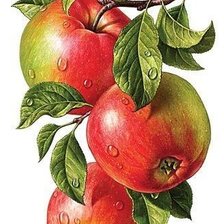 Схема вышивки «Яблоки»