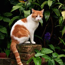 Схема вышивки «Кот на прогулке»