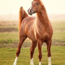 Схема вышивки «Cavalo ,árabe.»