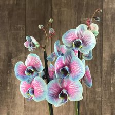 Схема вышивки «Орхидея»