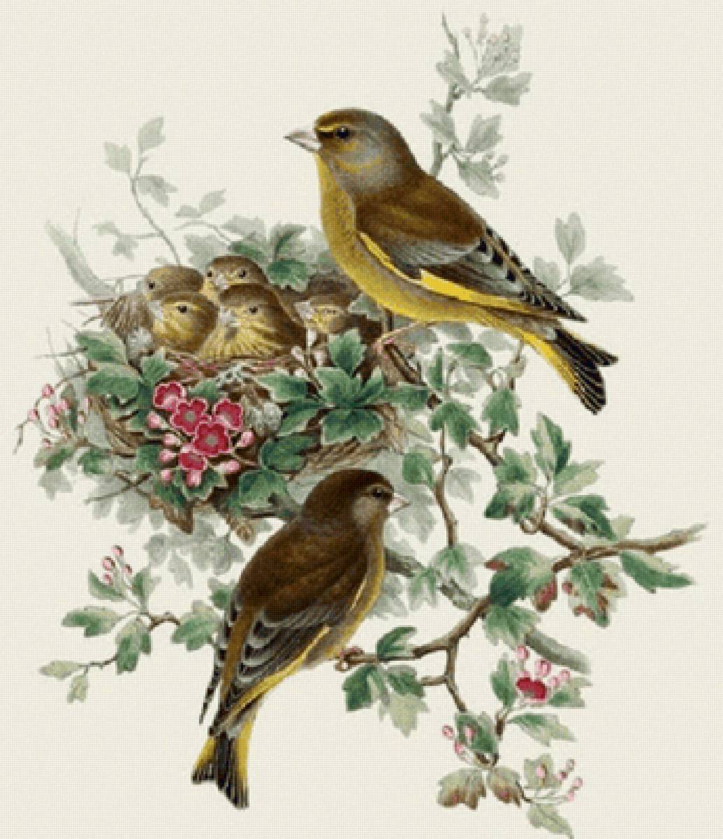 Pássaros. - flores .pássaros. - предпросмотр