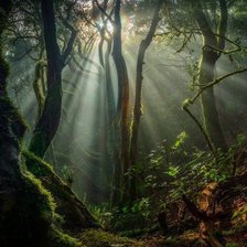 Схема вышивки «Лес»