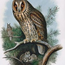 Схема вышивки «Coruja com filhotes.»