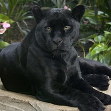 Схема вышивки «№2237598»