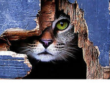 Схема вышивки «Котейка»