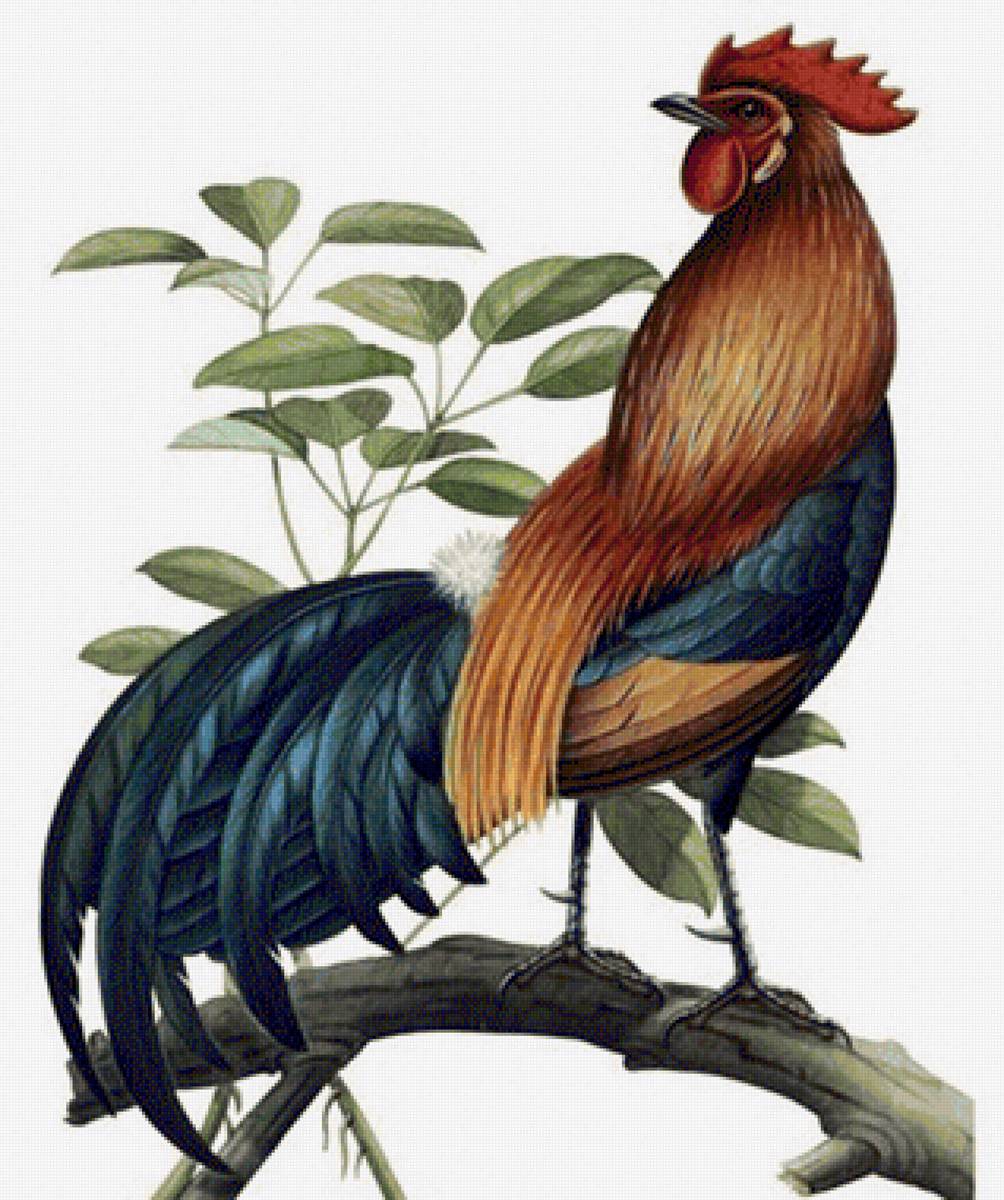 Galo. - galo., aves - предпросмотр