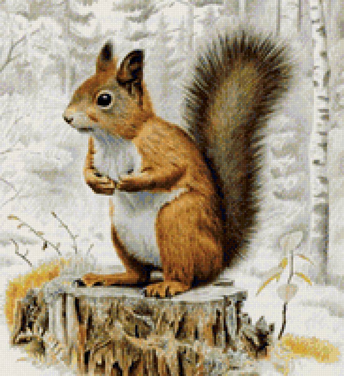 БЕЛКА - предпросмотр