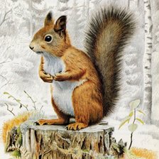 Схема вышивки «БЕЛКА»