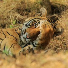 Схема вышивки «Тигра1»