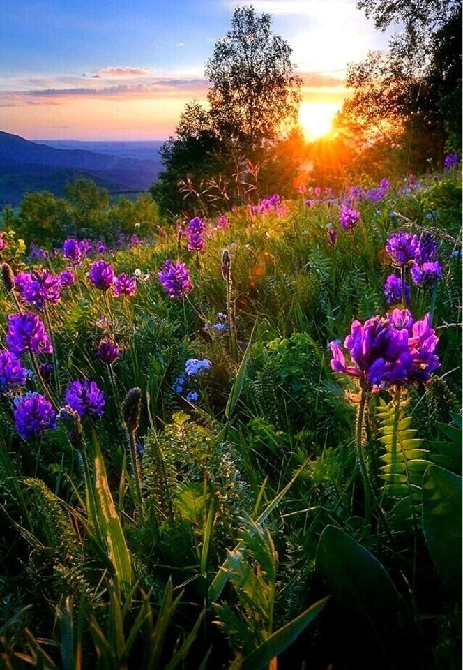 сиреневый закат - закат, цветы, природа - оригинал