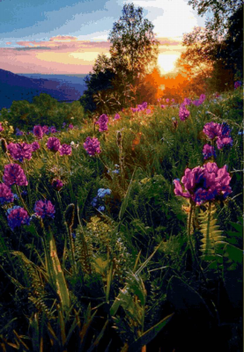 сиреневый закат - природа, цветы, закат - предпросмотр