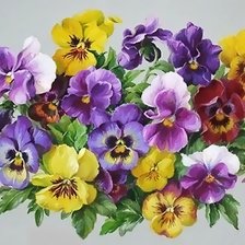 Схема вышивки «АНЮТИНЫ ГЛАЗКИ»