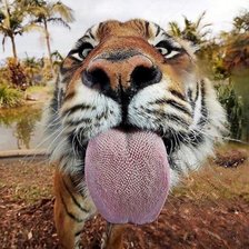 Схема вышивки «Тигр подлиза»