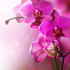 Схема вышивки «Орхидея»