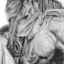 Животные монохром