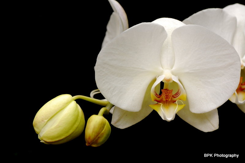 БЕЛАЯ ОРХИДЕЯ - орхидея - оригинал
