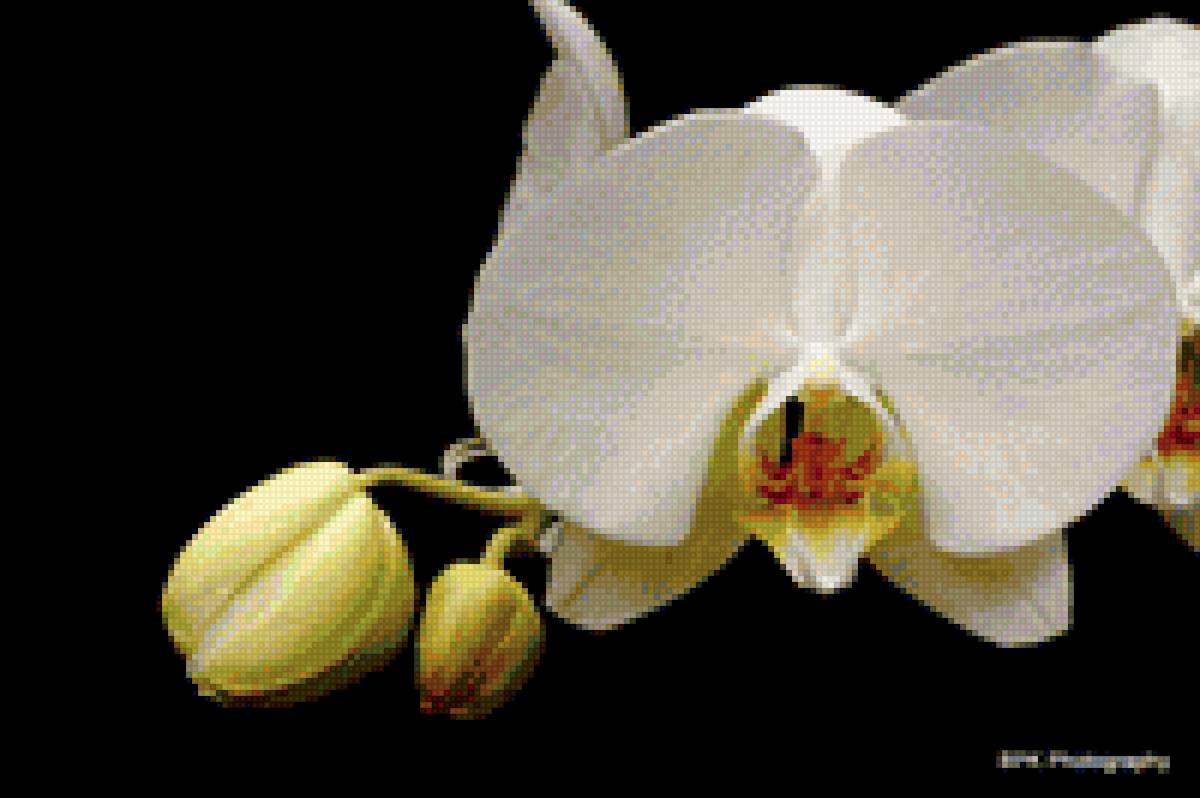 БЕЛАЯ ОРХИДЕЯ - орхидея - предпросмотр