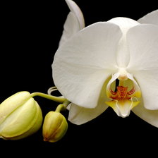 Схема вышивки «БЕЛАЯ ОРХИДЕЯ»