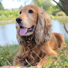 Кокер английский