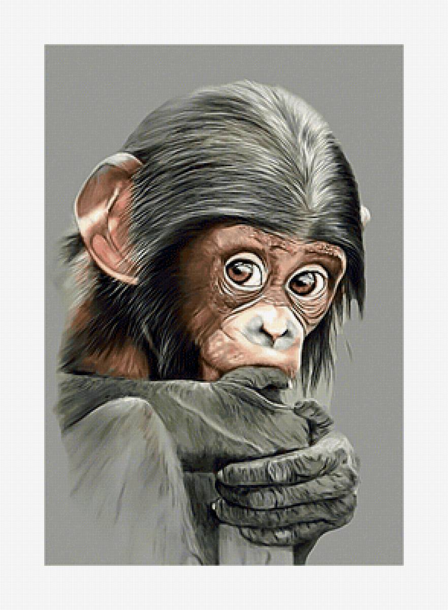 Обезьянка) - животные, приматы, обезьянка - предпросмотр