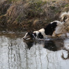 Схема вышивки «Борзая в пруду»