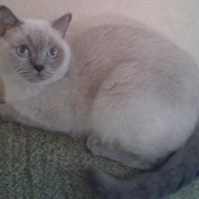 Схема вышивки «Кошка»