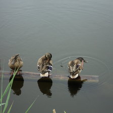 Схема вышивки «утки»