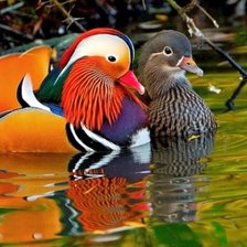 Схема вышивки «Уточки Мандаринки.»