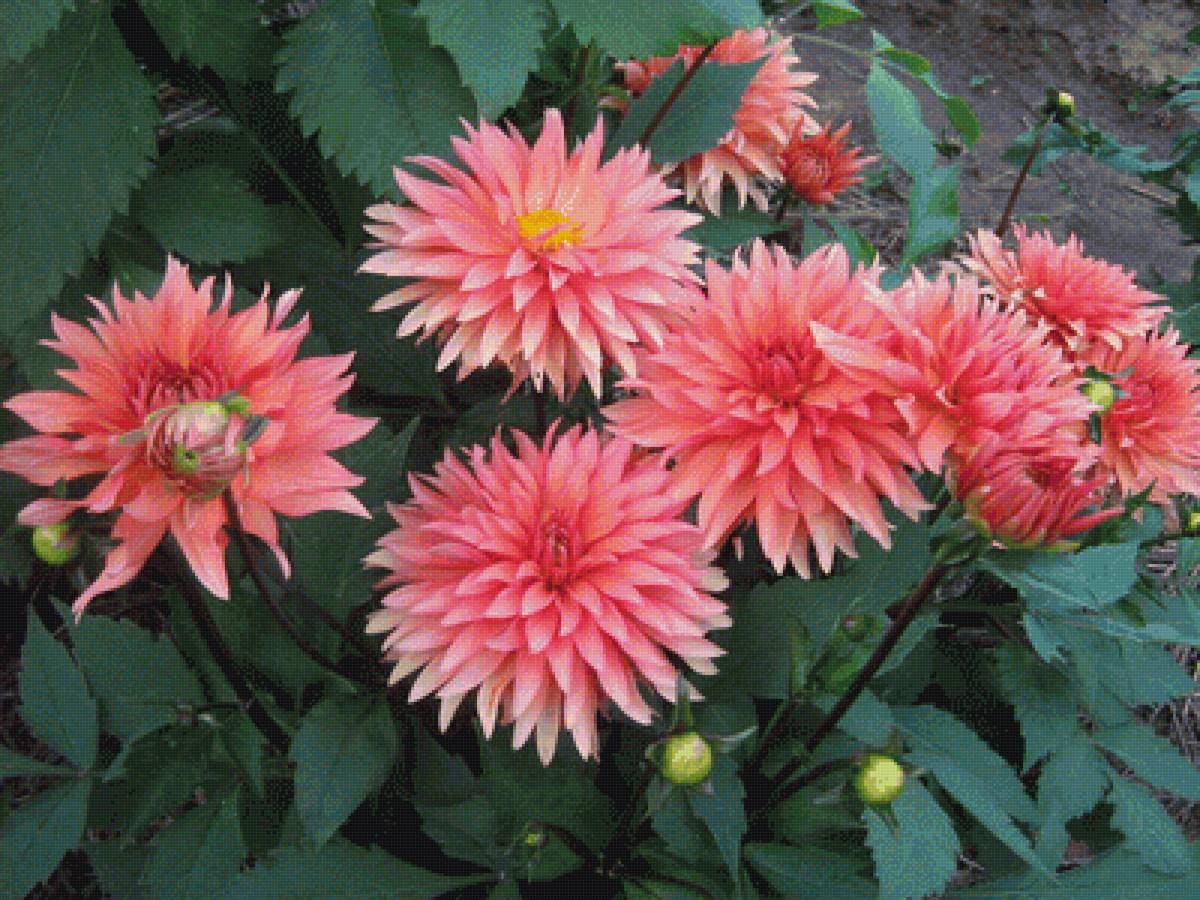 георгины - фото, цветы, георгины, лето, пнк - предпросмотр