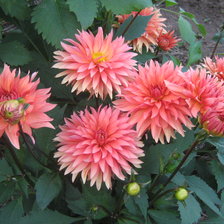 Схема вышивки «георгины»