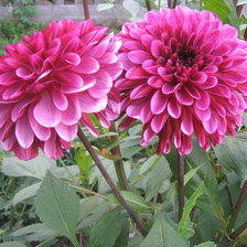 Схема вышивки «георгины»