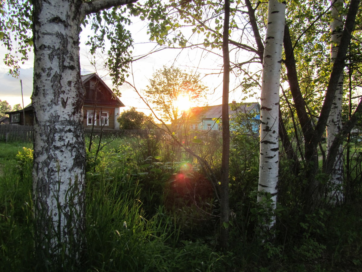 закат в деревне - дом, березы, фото, пнк, закат, деревня, лето - оригинал