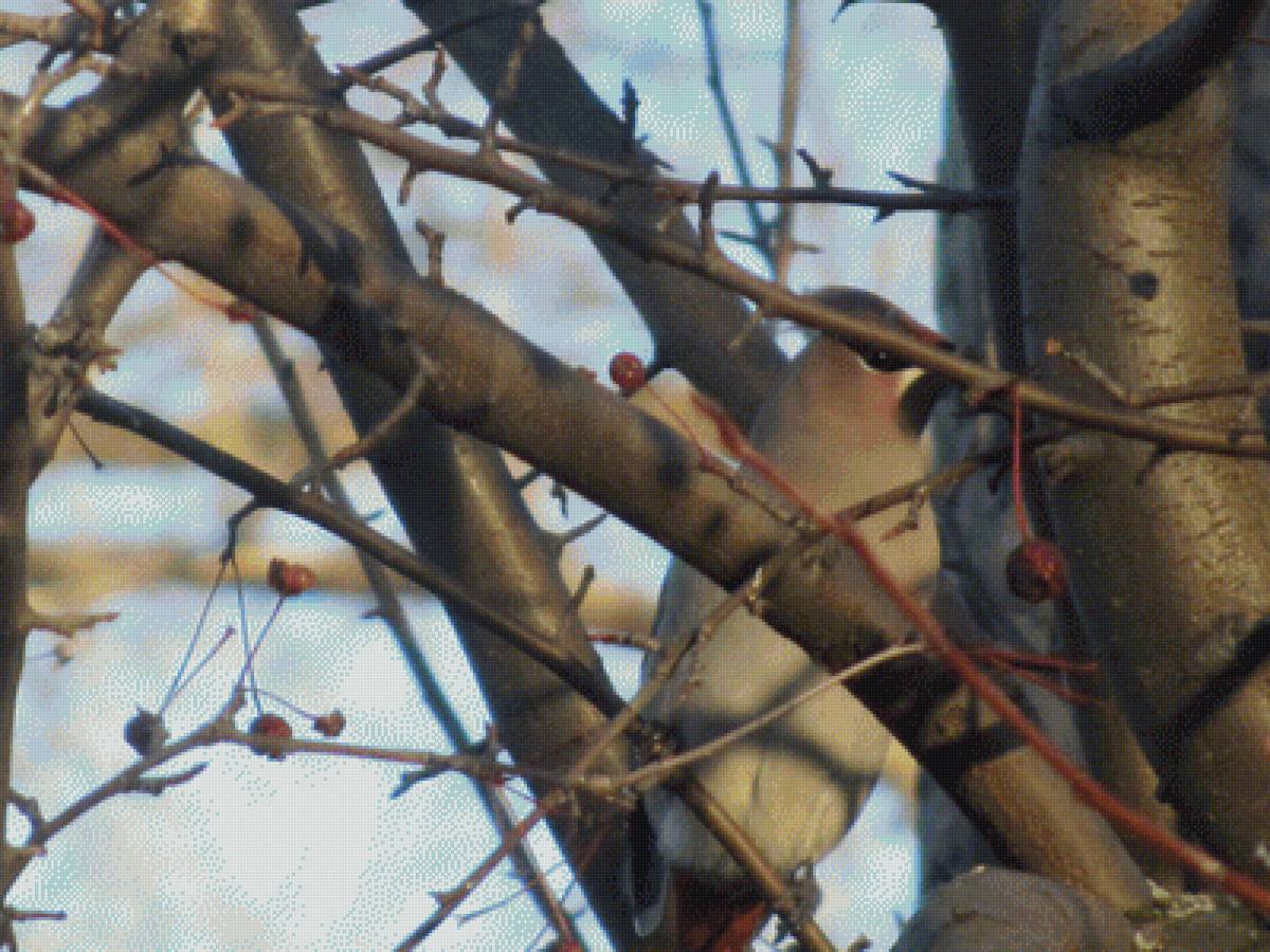 свиристель в ветвях - природа, птица, осень, свиристель, фото, пнк - предпросмотр