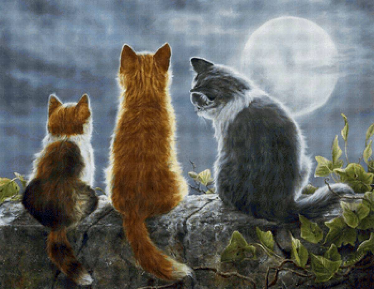 Магия луны - кот, ночь, луна - предпросмотр