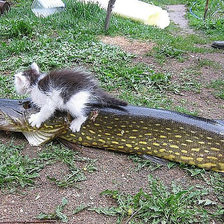Схема вышивки «добыча»