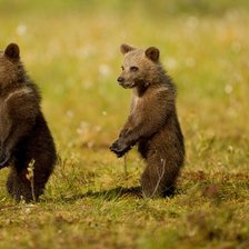 Схема вышивки «три медведя»