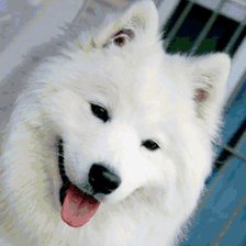 Схема вышивки «Самоед»