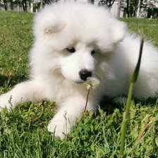 Собака самоед