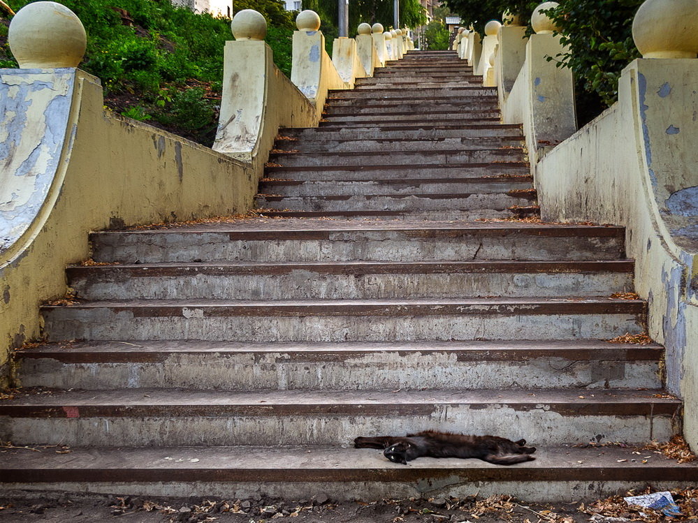 А вы верите в приметы? - черная кошка, лестница, приметы - оригинал