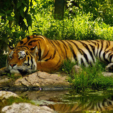 Схема вышивки «Тигр на отдыхе»