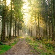 Схема вышивки «Bosque encantado»