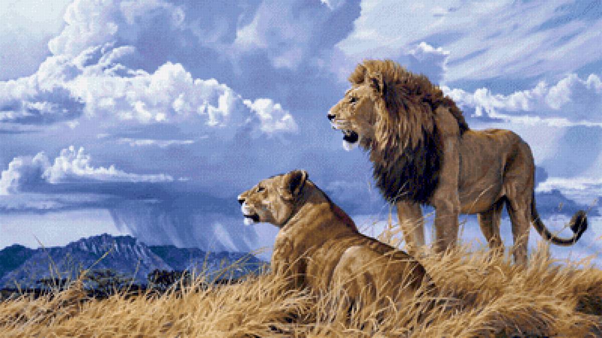 Lions - lions, landscape - предпросмотр