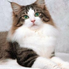 Схема вышивки «Киса»